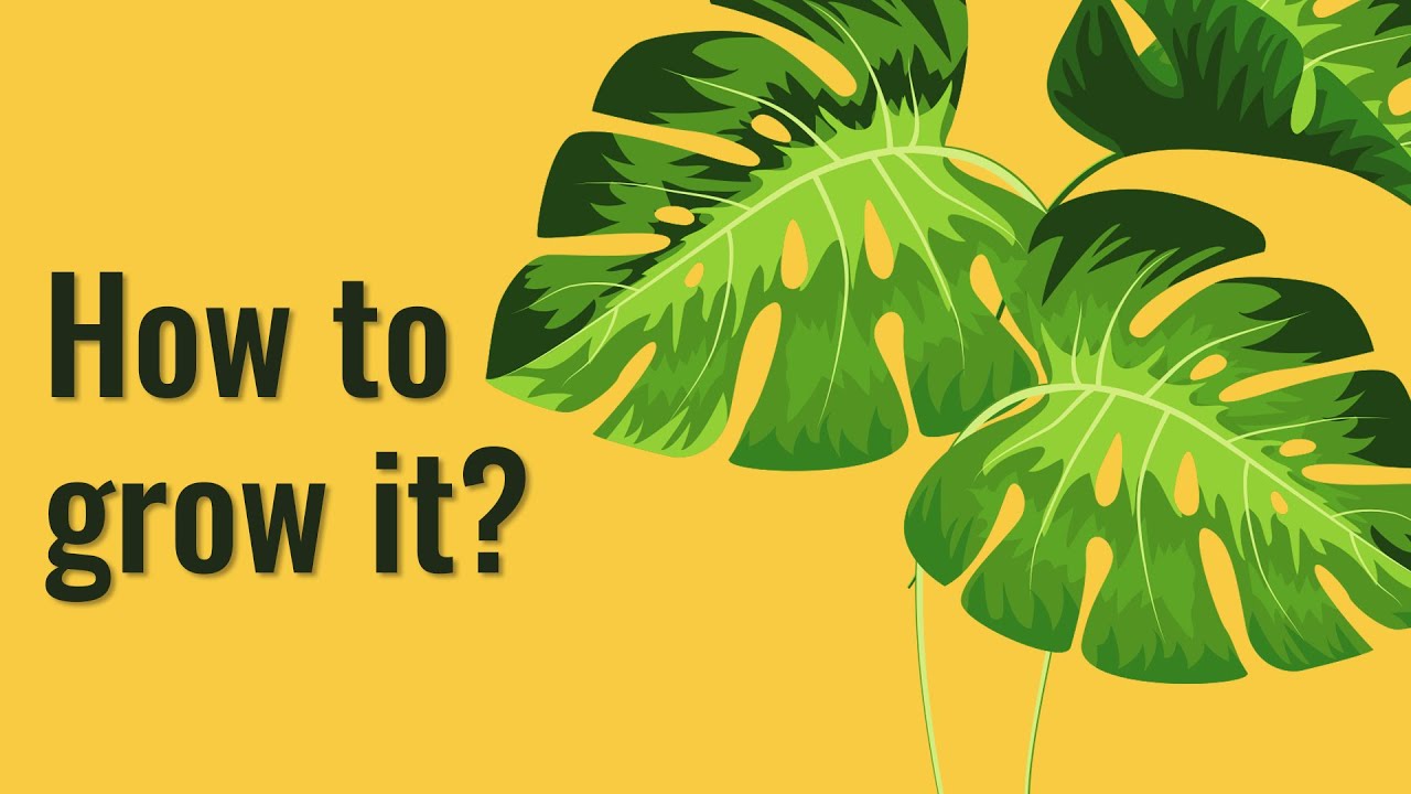 How we PROPAGATE MONSTERA from cuttings | Plant rejuvenation, care