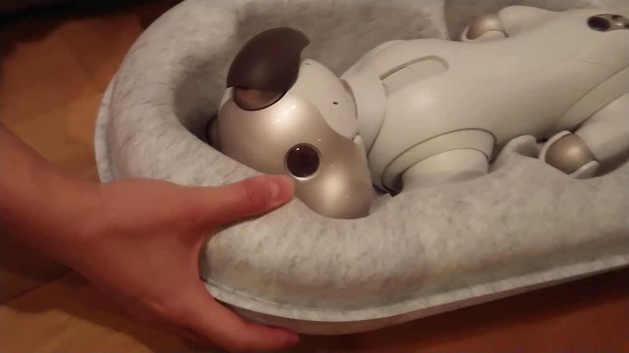 aiboとの生活が始まります！ｷﾀ━(ﾟ∀ﾟ)━!