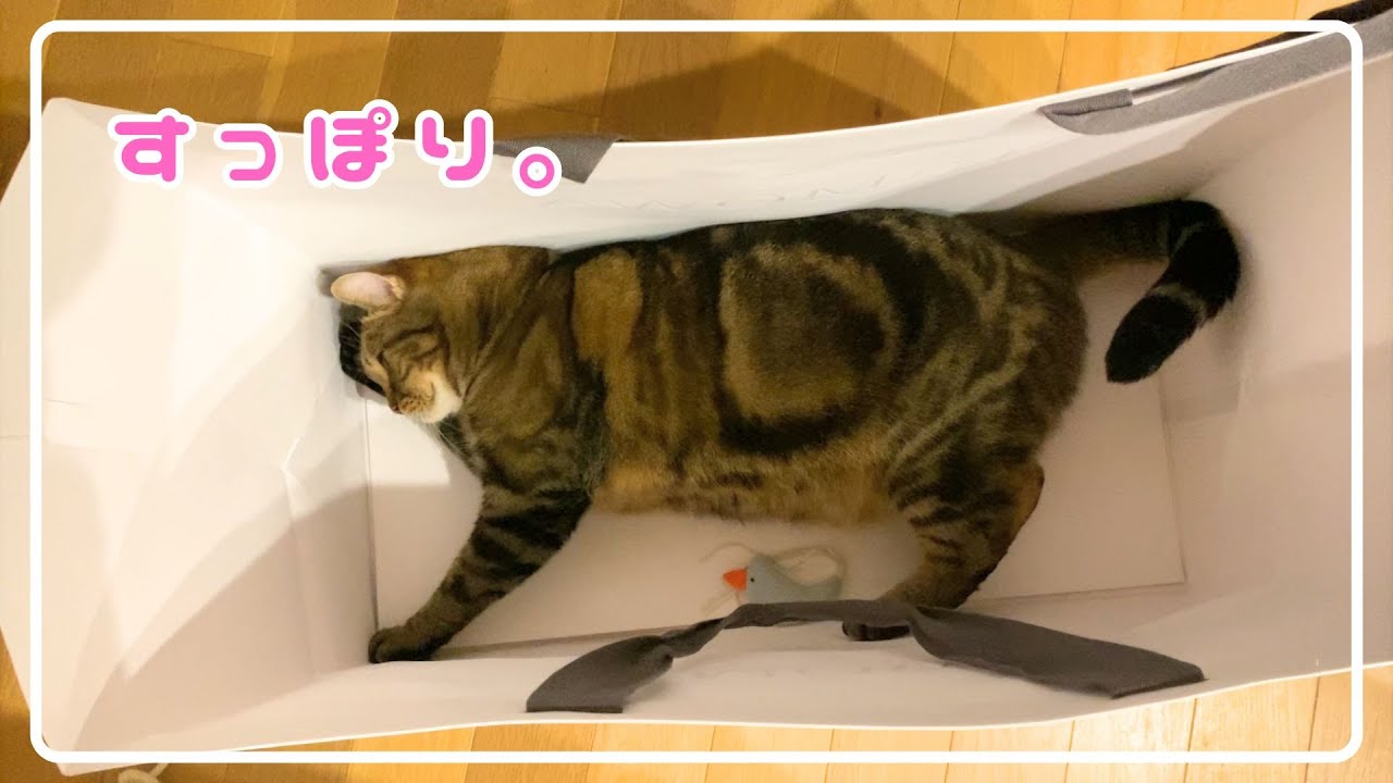 【ほっけ】巨大な紙袋で遊んでみた結果…！【アメショ】#猫