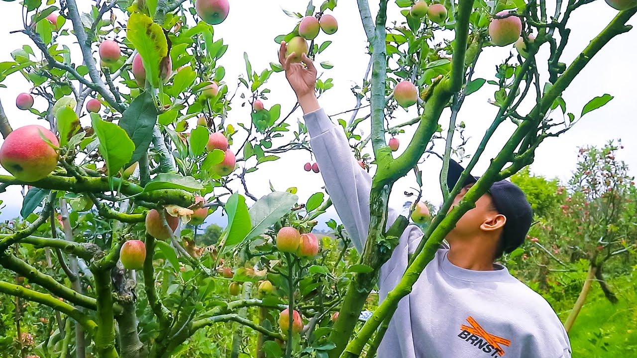 Murah Banget ‼️ Makan Apel Sepuas nya Di Kebun | Wisata Petik Apel Batu ( Malang ) #wisata