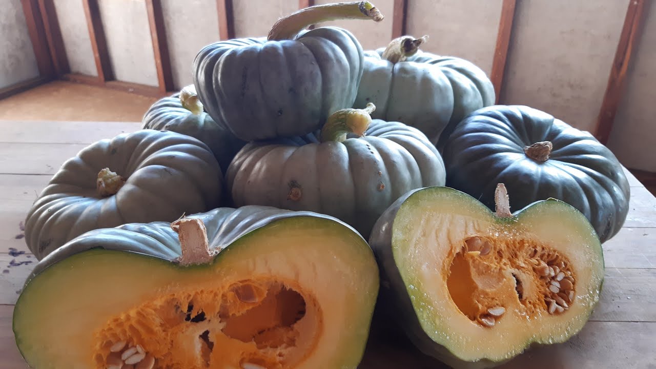 Harvesting my Queensland Blue Pumpkins.