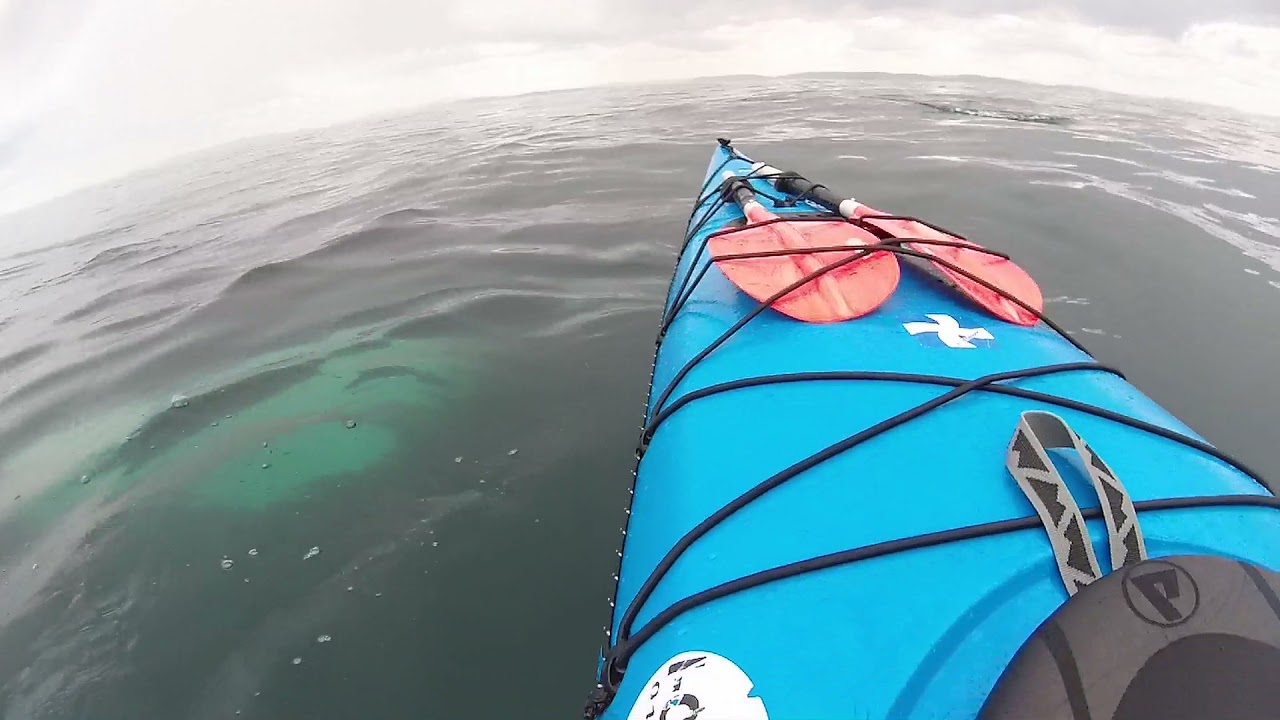 Kayaking with Humpback Whale - Cork Ireland 29/04/21
