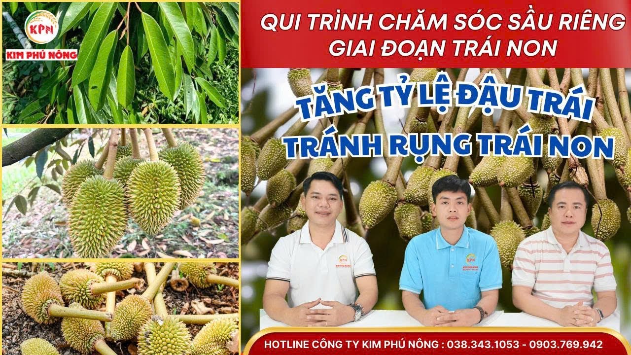 Chăm sóc sầu riêng: Tăng tỷ lệ đậu trái - Tránh rụng trái non | Phân bón Kim Phú Nông