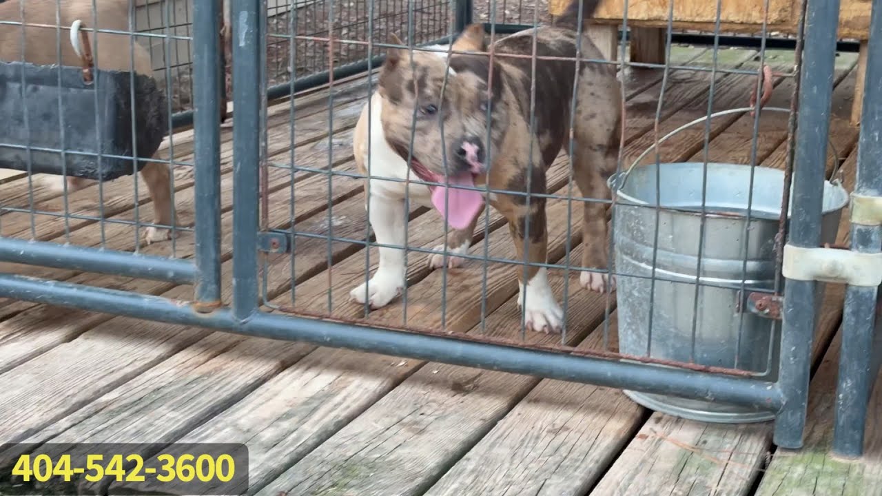 “Africa” MIGHT Be Available! 🤔 American Bullies