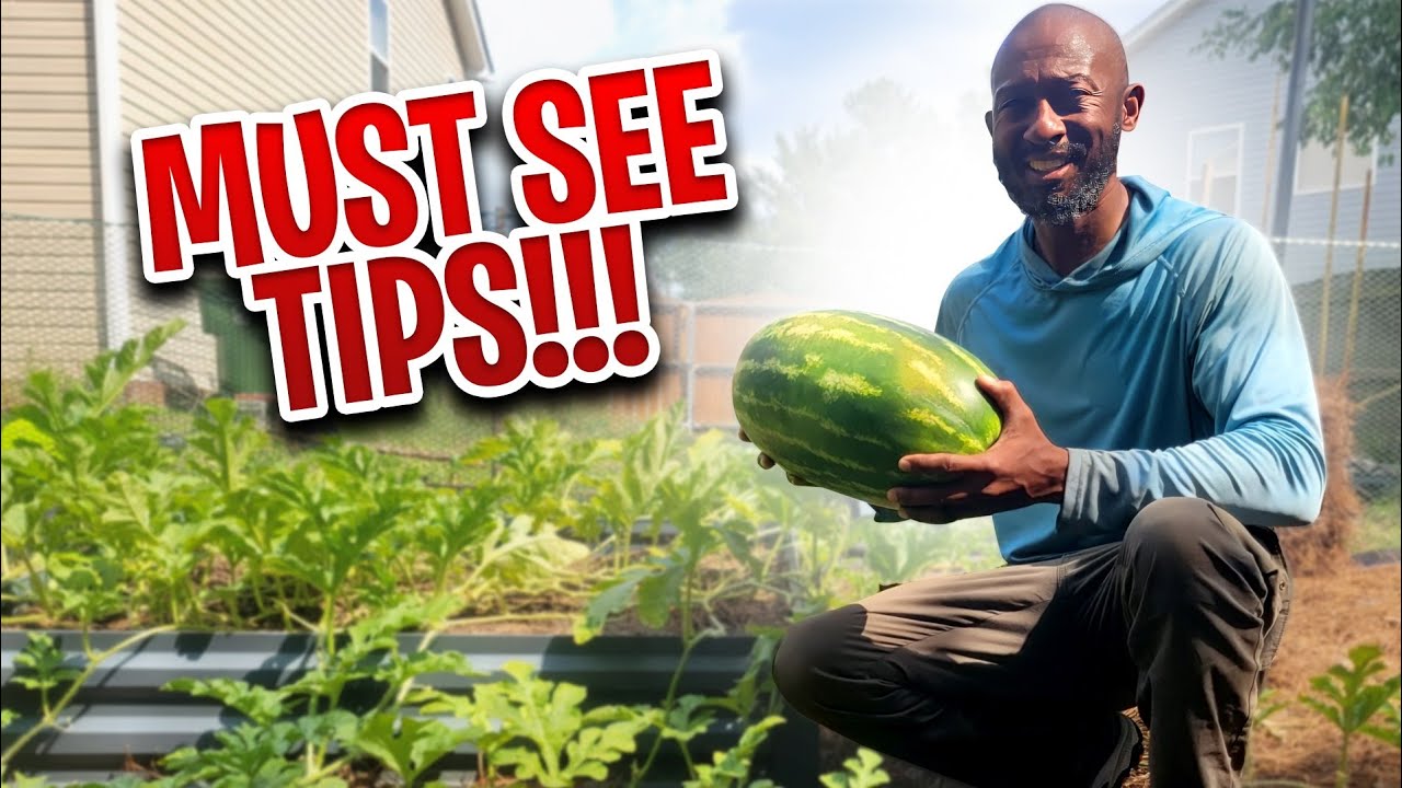 Want Giant Watermelons? Here's How to Grow Them in Raised Beds🍉🍉🍉