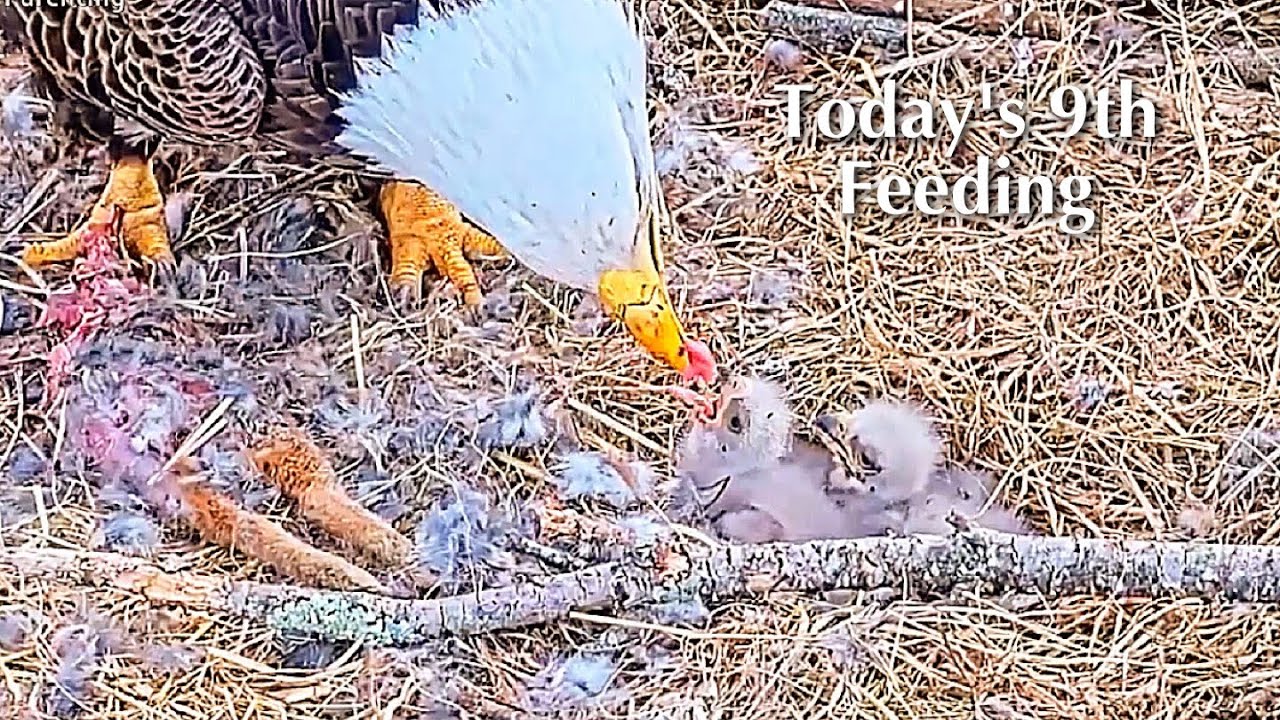 #51🦅BC28🐥5° & BC29🐥3°／Bluff City Bald Eagle Nest 2026／Frances💗Franklin ／ETSU/BTES Eagle Cameras
