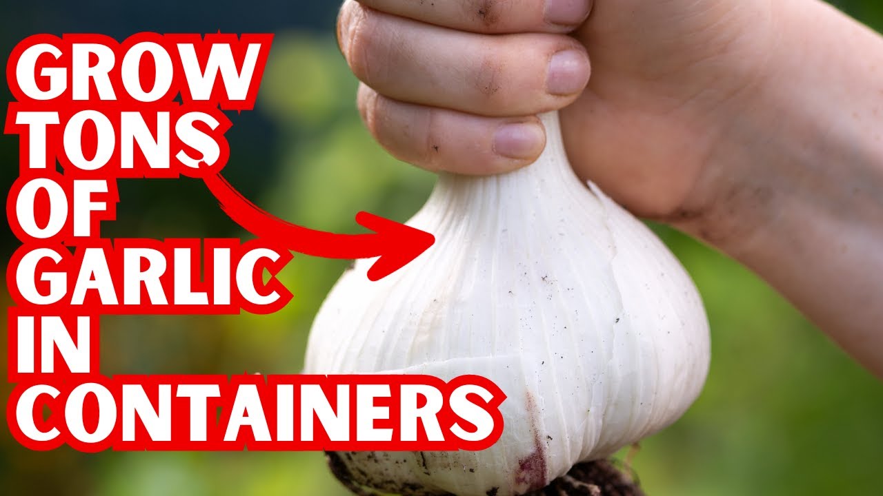 Growing Garlic In Containers | How To Maximize Size And Yield