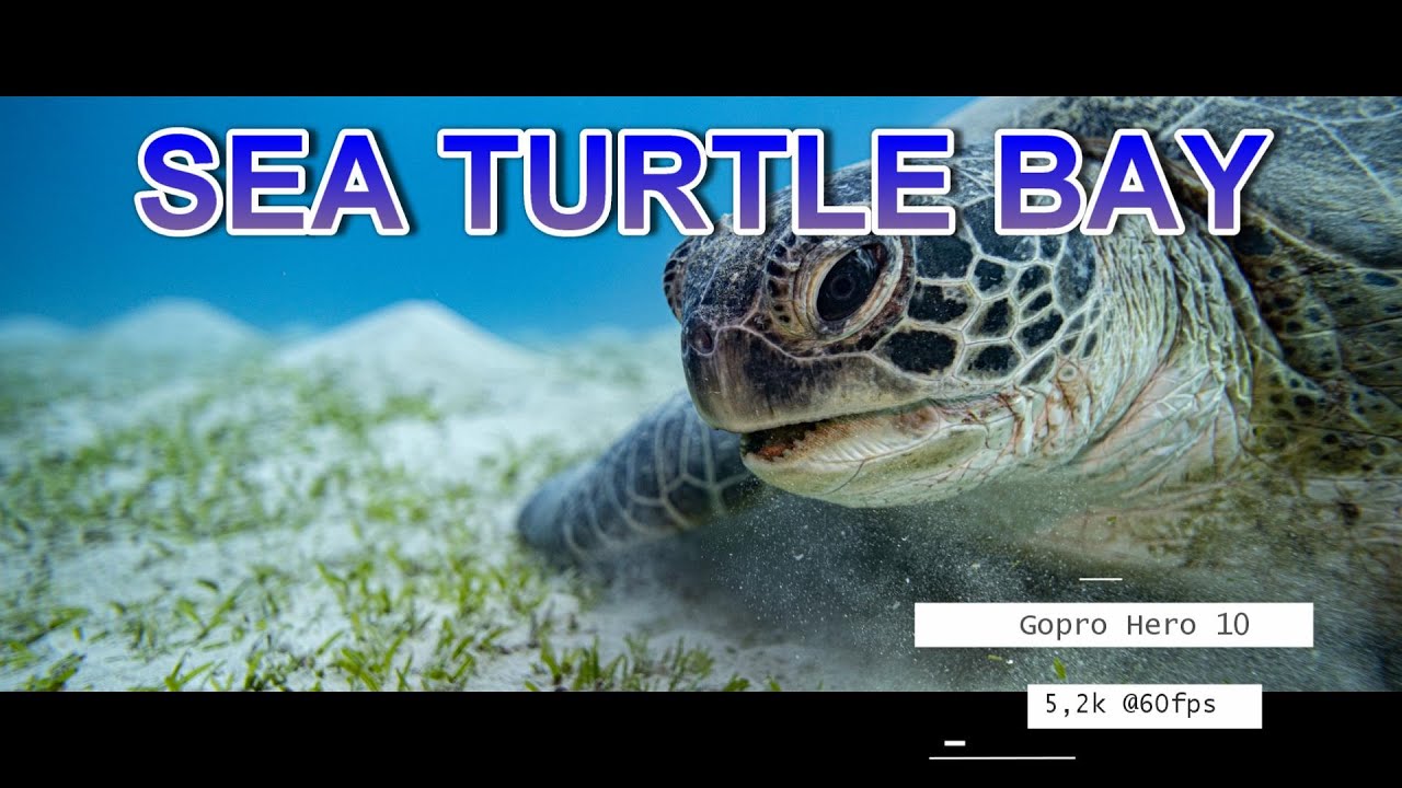 Sea Turtle Bay  - Die Bucht der Meeresschildkröten - Abu Dabbab - Gopro Hero 10 @5,3k 60fps