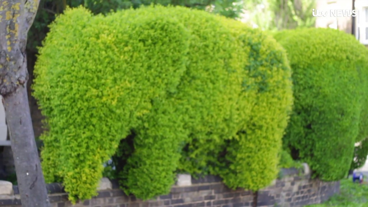Elephant-shaped garden hedges guaranteed to turn heads | ITV News