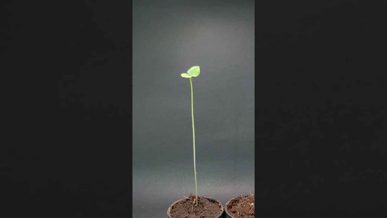 팥, adzuki beans, Time Lapse