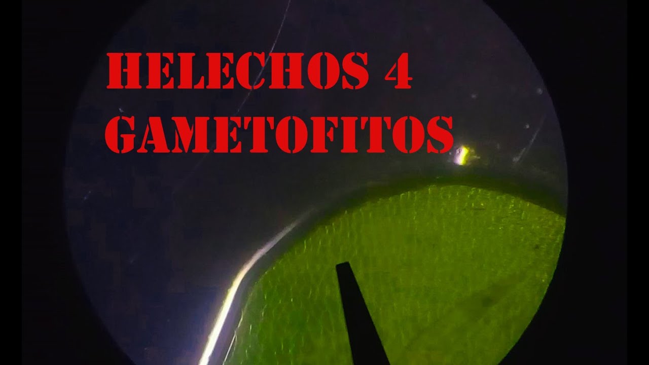 Reproducción de helechos por esporas parte cuatro Aparición de gametófitos.