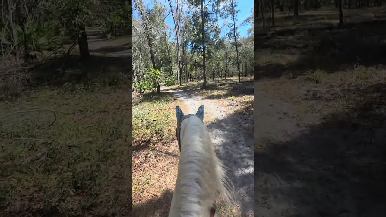 On the trail with Harley today 