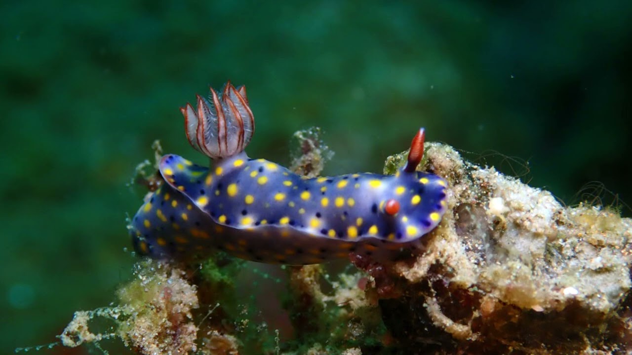 Scuba diving Ambon Indonesia | November 2022