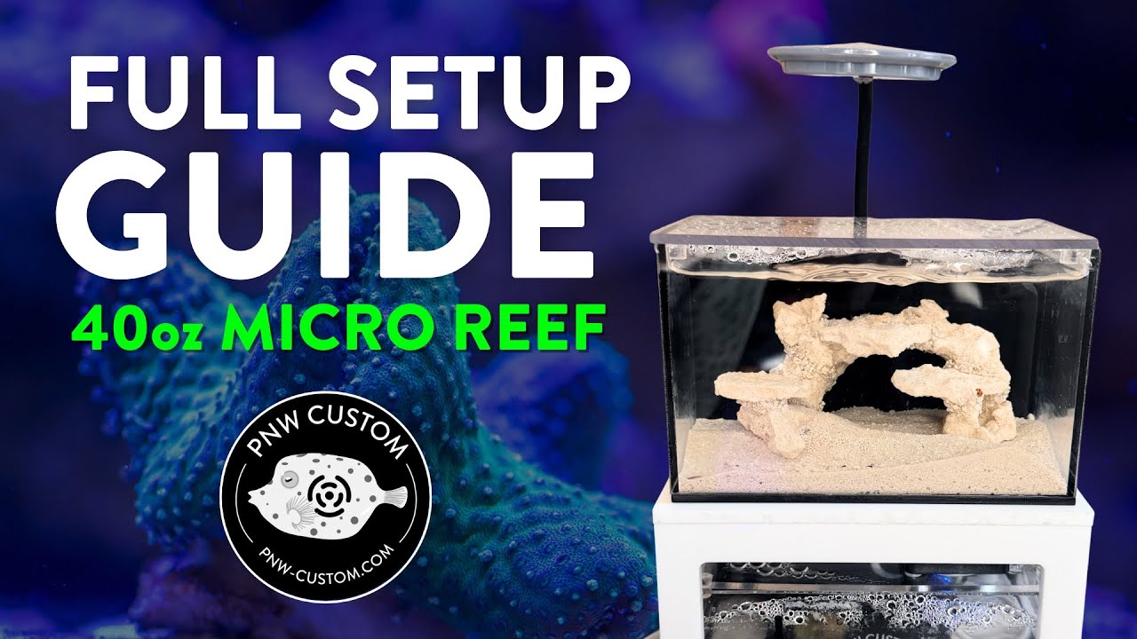 How to Set Up a PNW Custom 40oz Micro Reef Tank | Full Setup Guide
