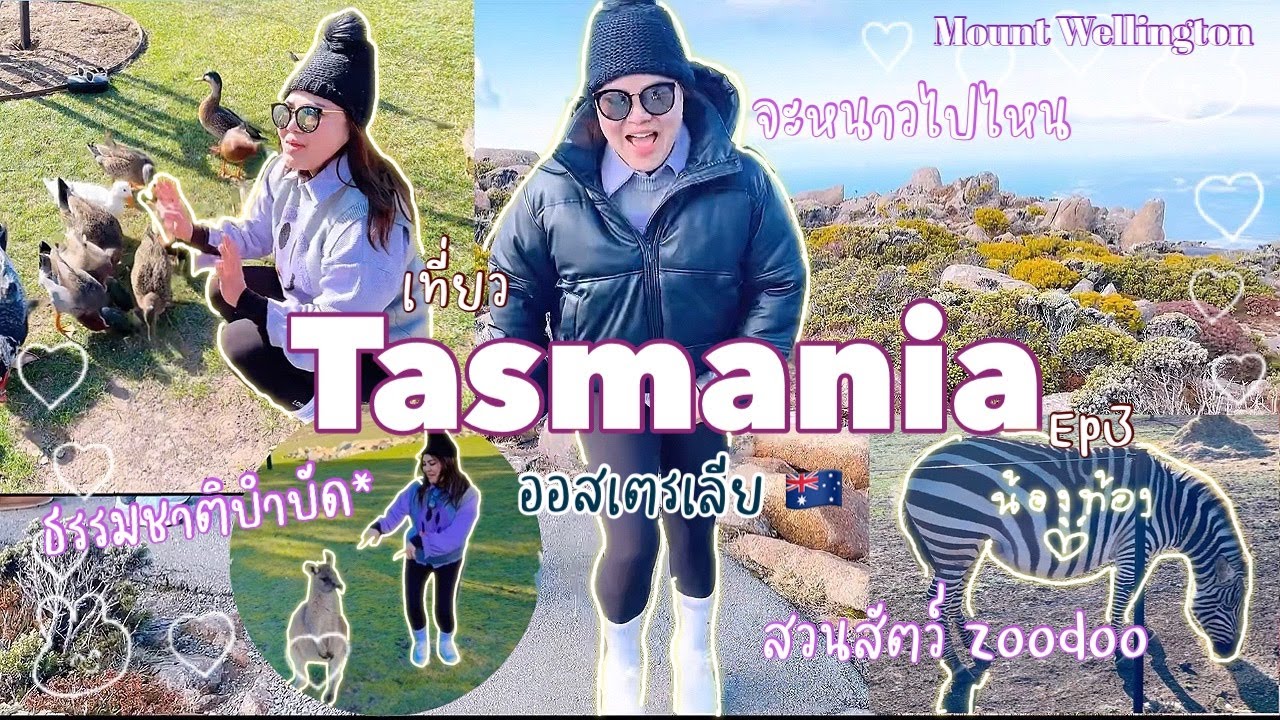 เที่ยวTasmania ep3 ธรรมชาติบำบัด ขึ้นเขาหนาวมาก /เล่นกับจิงโจ้