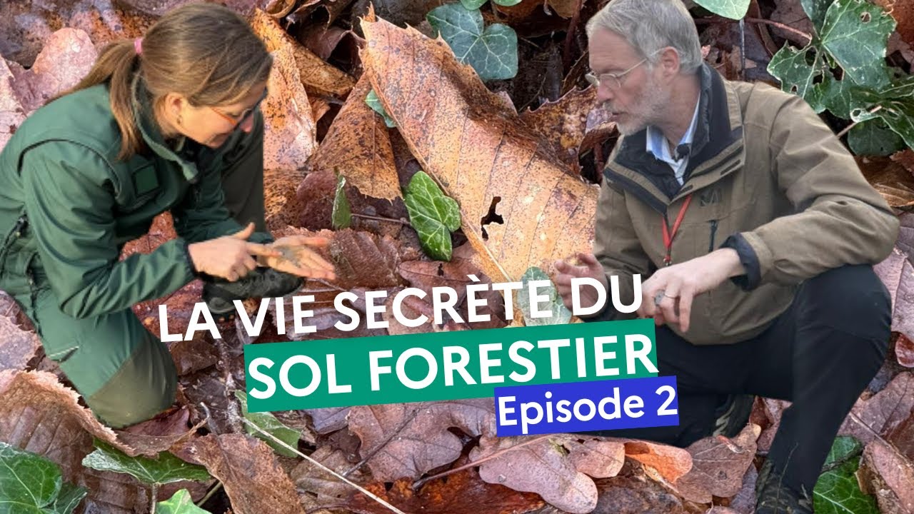 Episode 2 : La vie secrète du sol forestier