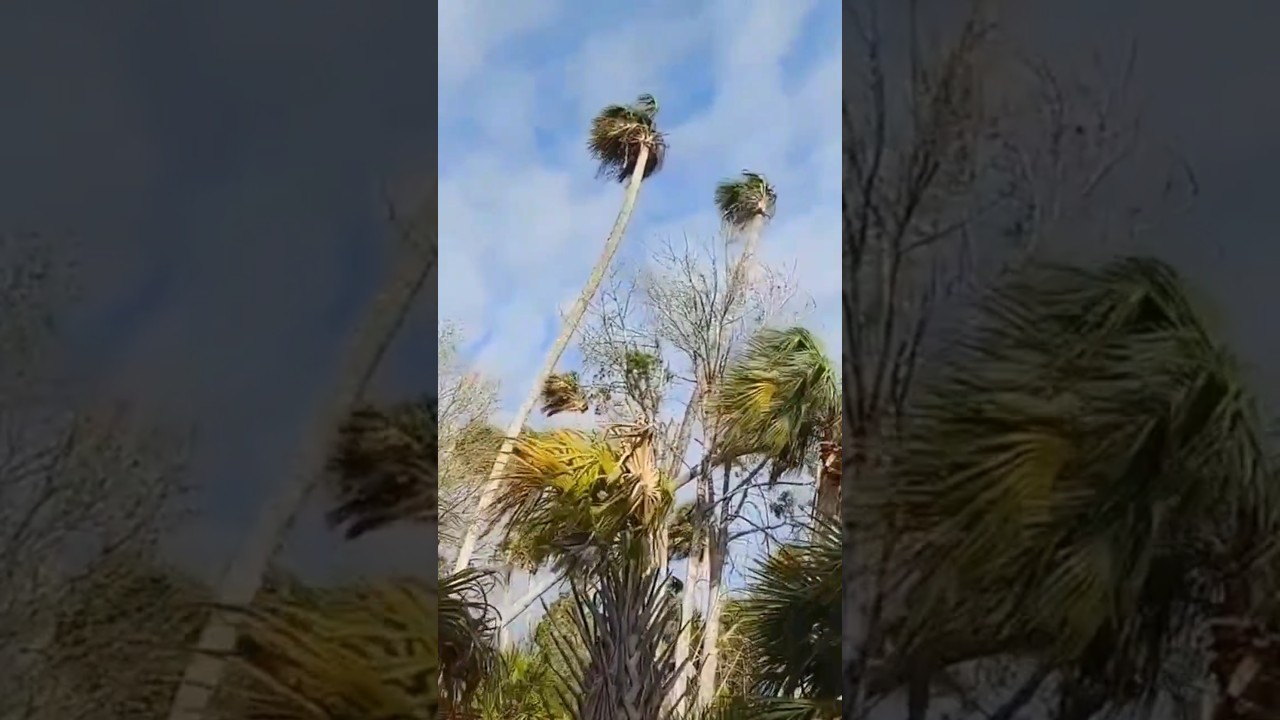 Massive Ancient Palmetto Palm Jungle Hammocks of Crystal River Florida