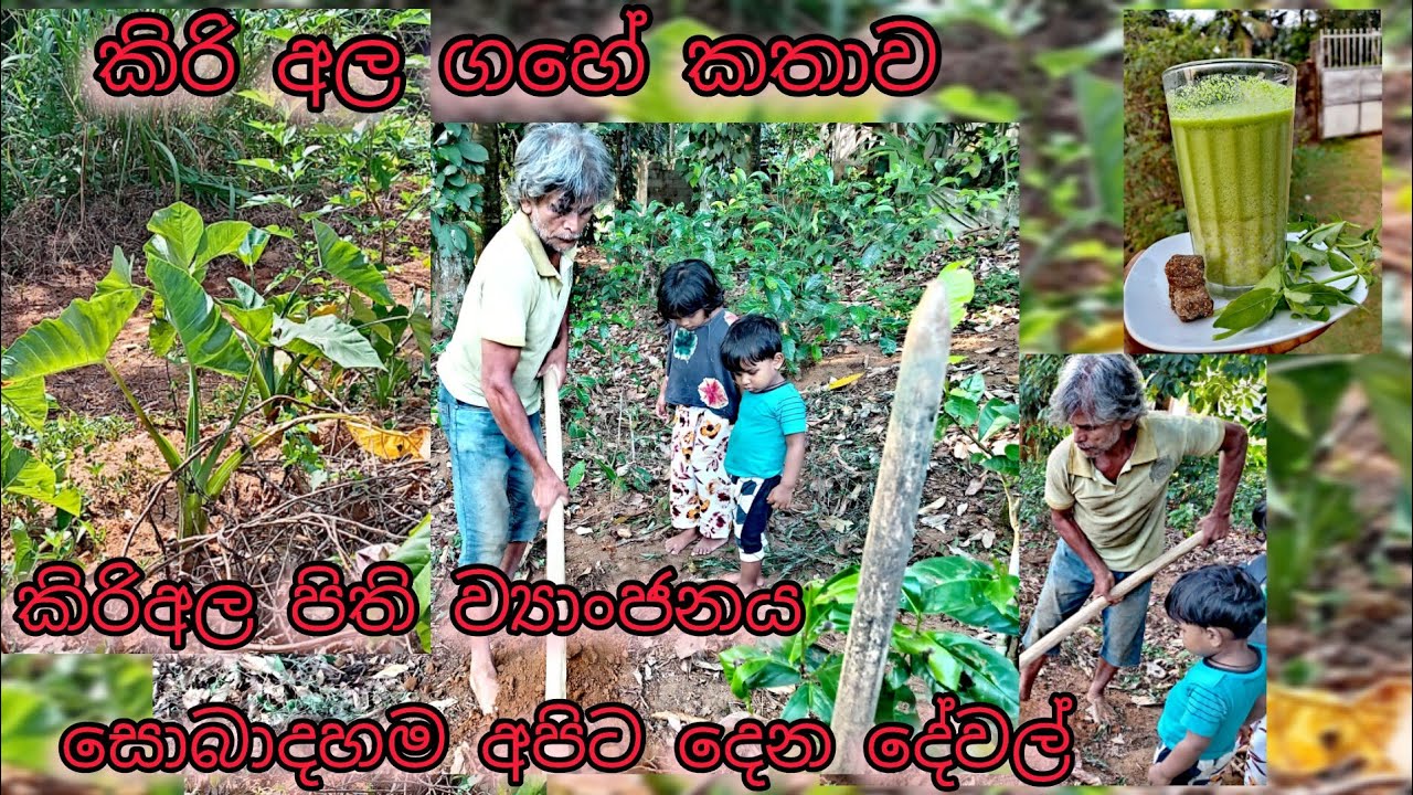 කිරි අල ගහේ කතාව 