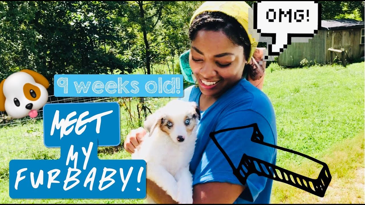 I got my DREAM DOG🦴🤩 | Bringing home my Mini Blue Merle Aussie Puppy🐶💙