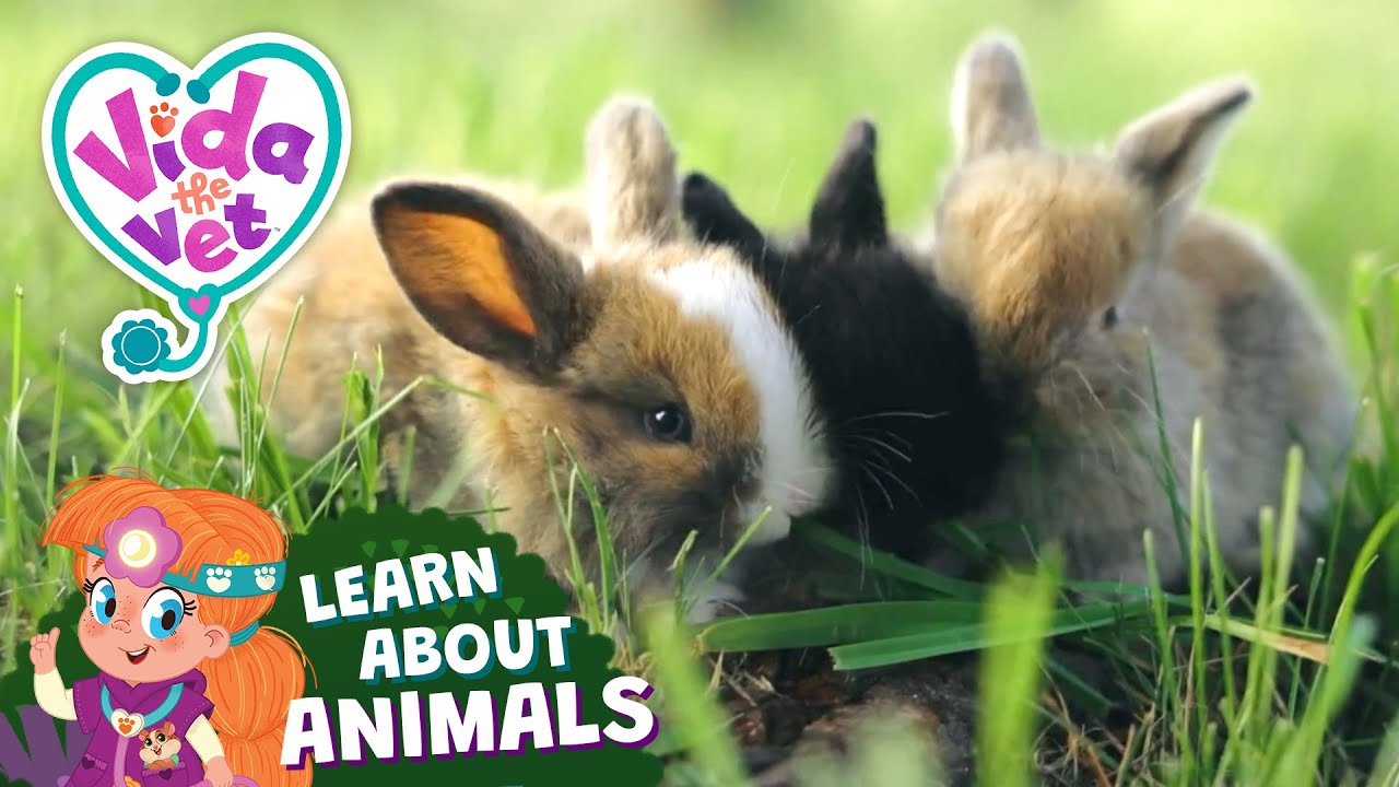 Let’s Learn About Rabbits 🐰 | @VidaTheVet | Animal Facts | Educational Videos for Kids #animals