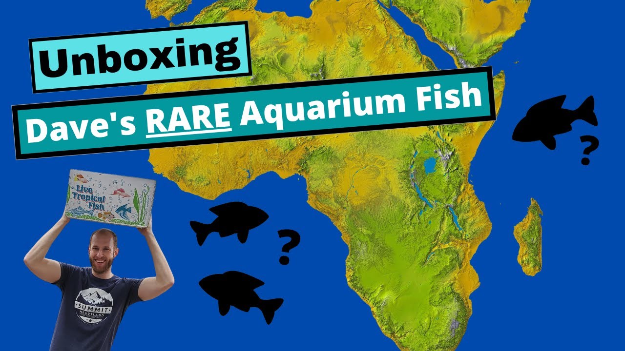 Unboxing RARE Cichlids from Dave's Rare Aquarium Fish!