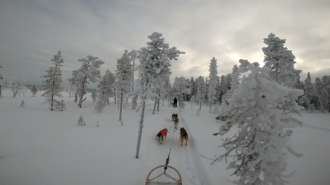 Lapland Husky Ride Levi 2021