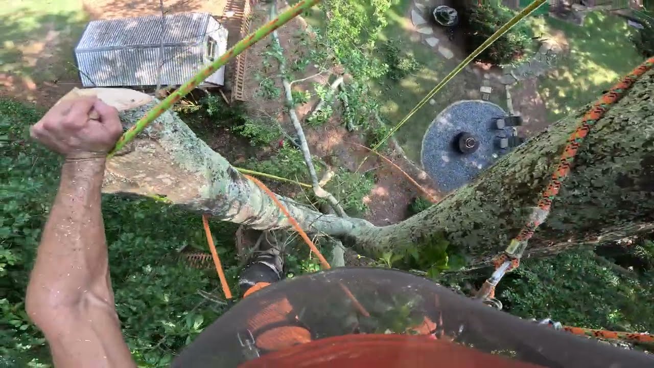 OAK TREE LEANING HARD TOWARDS THE HOUSE