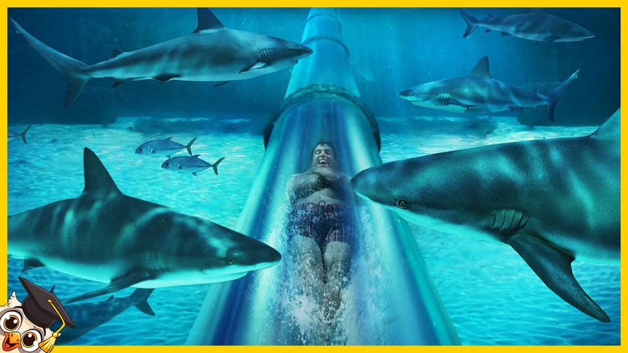 10 Scivoli d'Acqua Incredibili Al Mondo