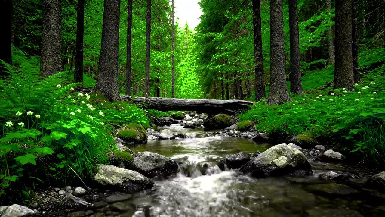 Forest Harmony Sound Ambience 🌿 Birds & Water Sounds for Sleep, Relax, Stress Relief & Focus