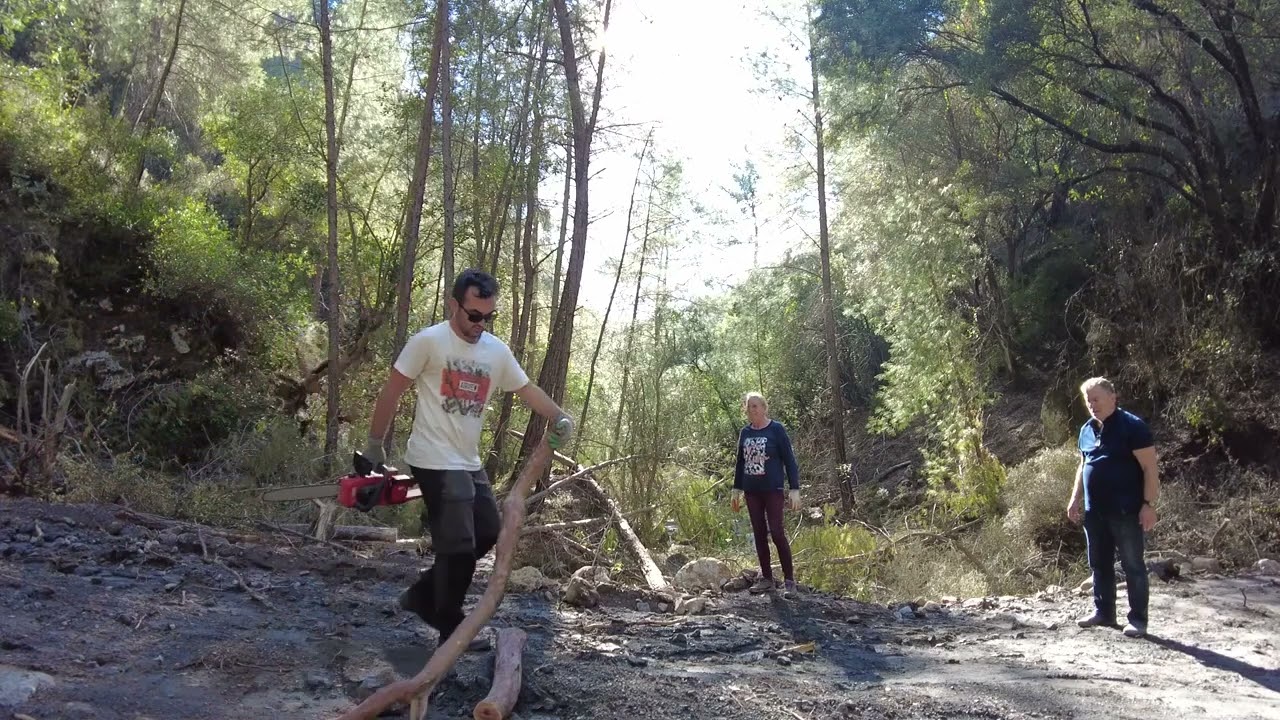 Tree sounds and nature sounds in a secret forest