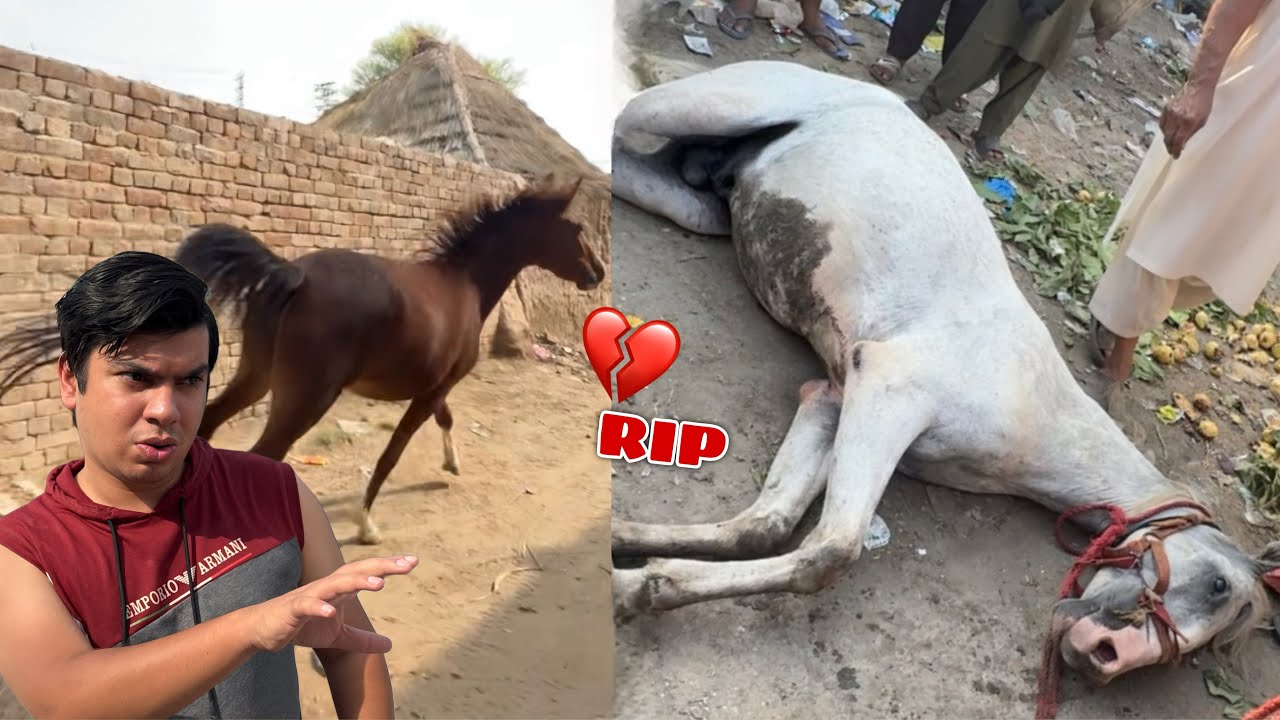 Horse Mar Gea 💔 Dolly Bhaag gai 😭