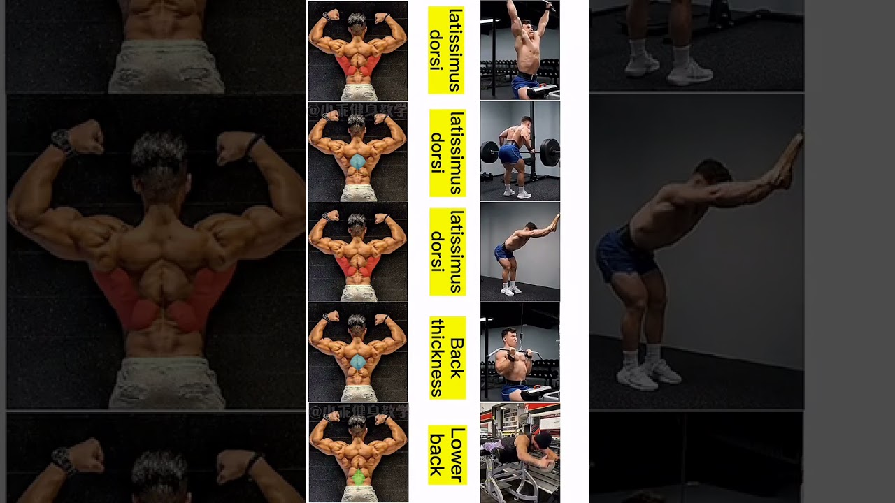 The PERFECT Back Workout (Sets and Reps Included) #shorts