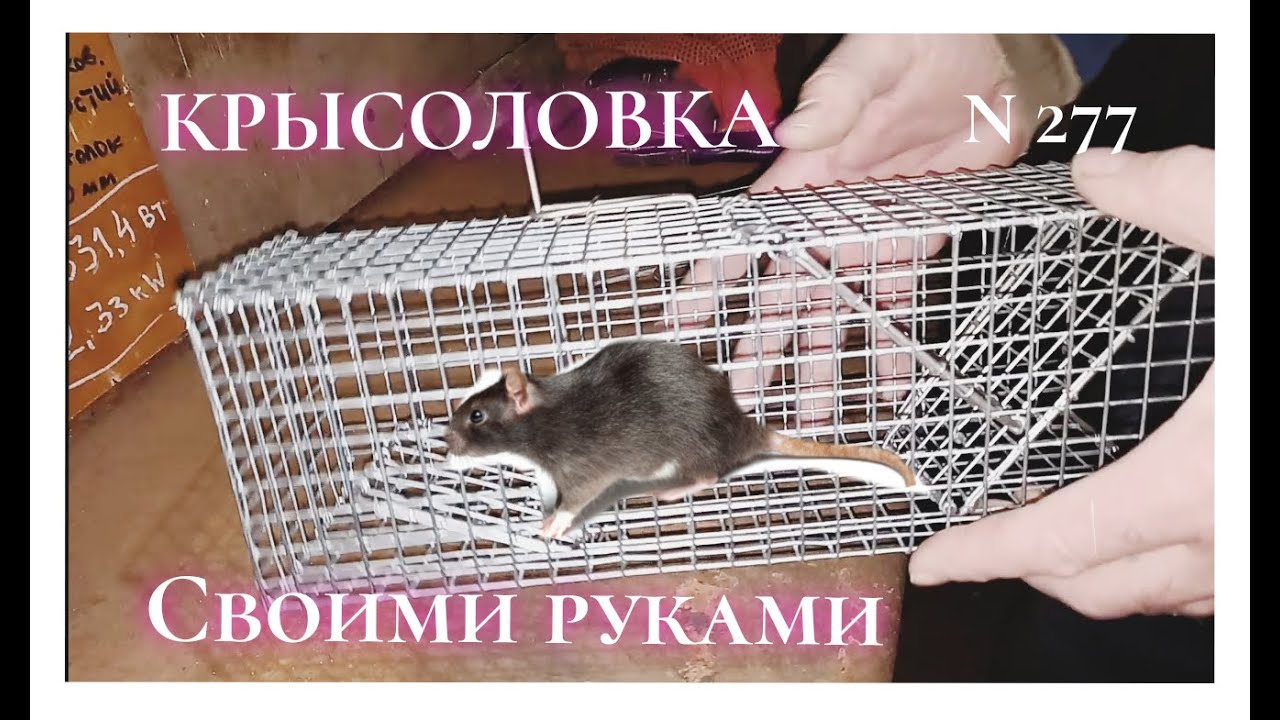 Как сделать крутую крысоловку самому.
