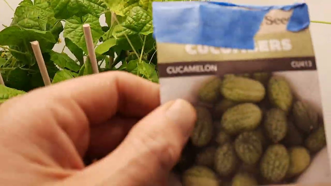 Indoor cucumbers