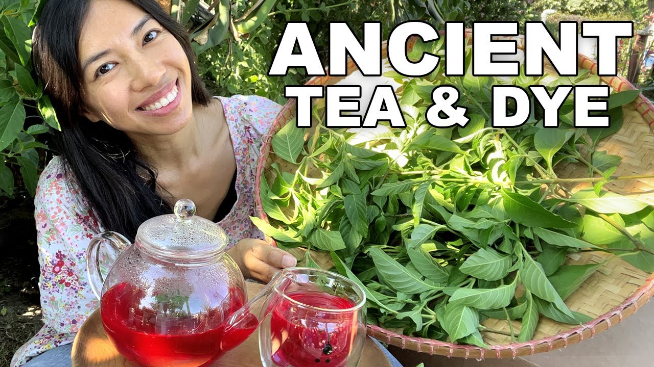 Grow This Plant For Tea & Dye!