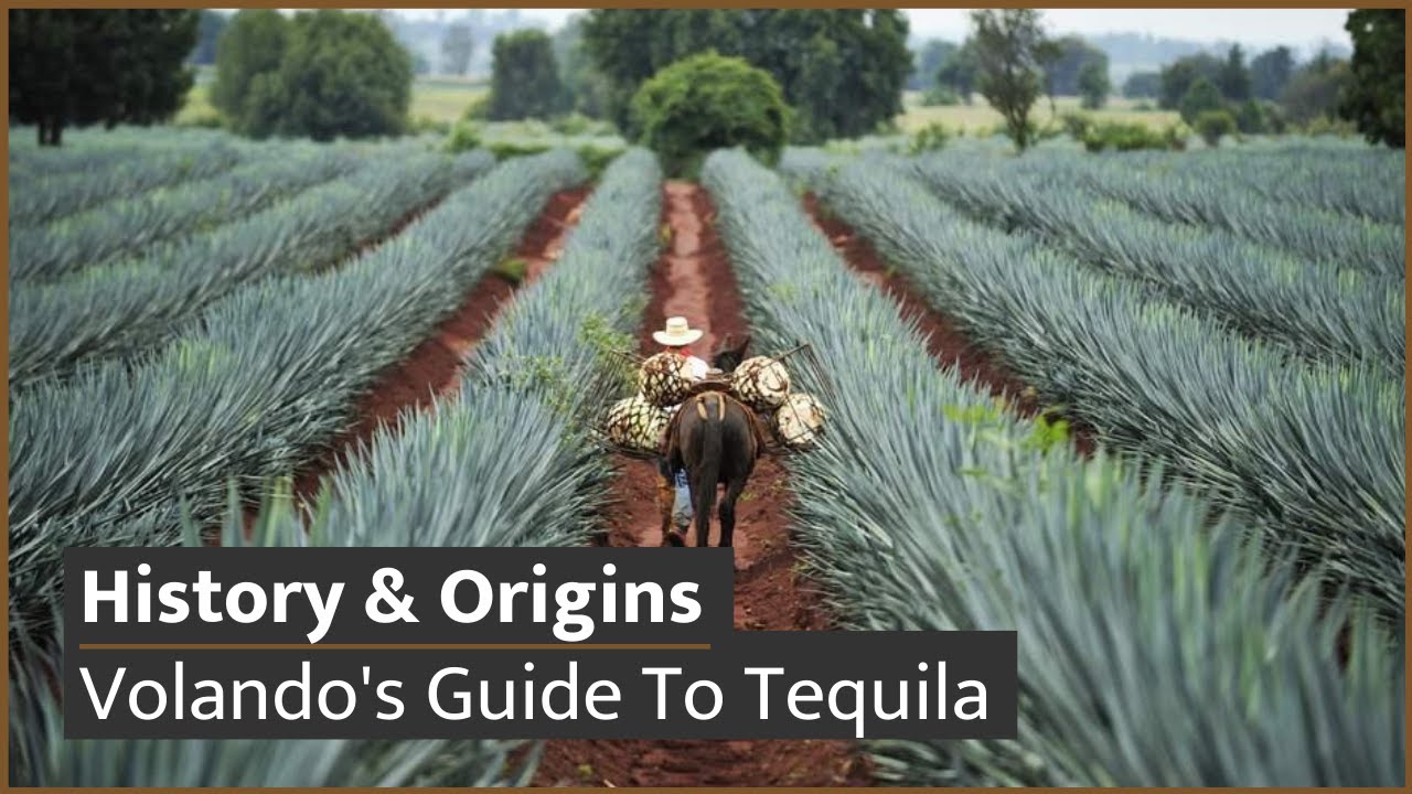 Tequila Education (Part 1/4) | History & Origins Of Tequila