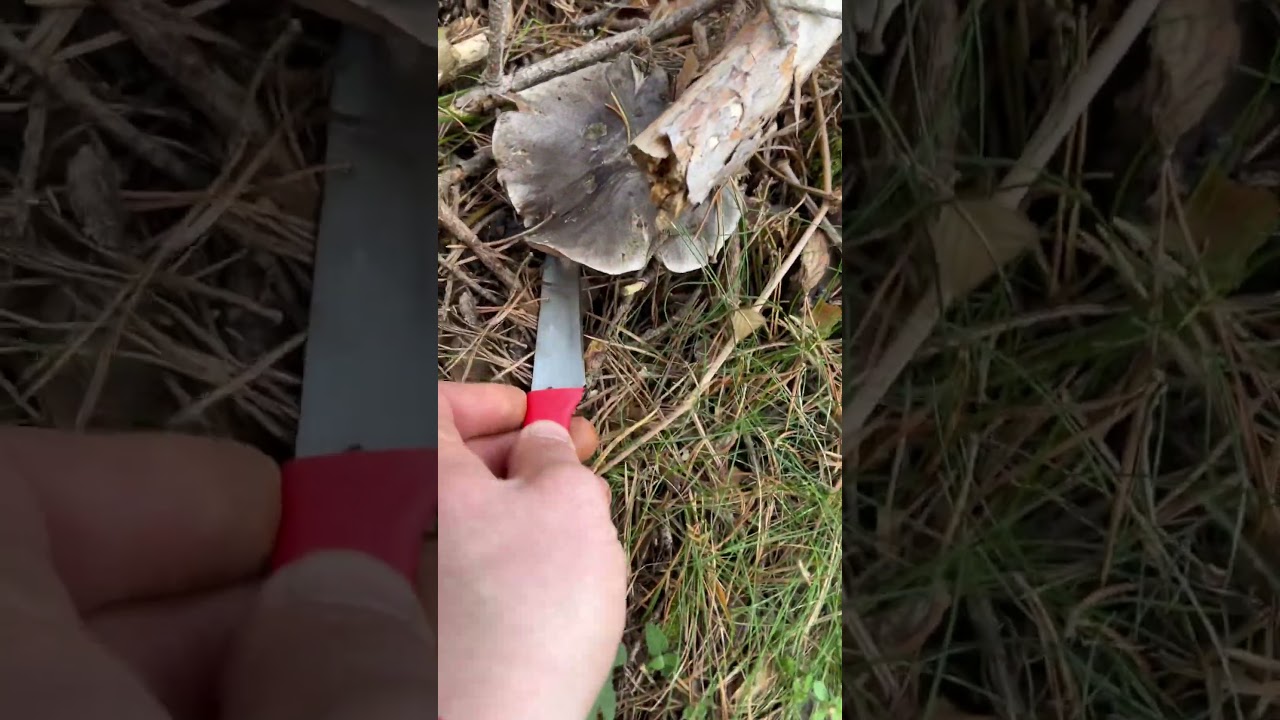 TRICOLOMA PORTENTOSUM XXL 🍄 #setas #nature #soria