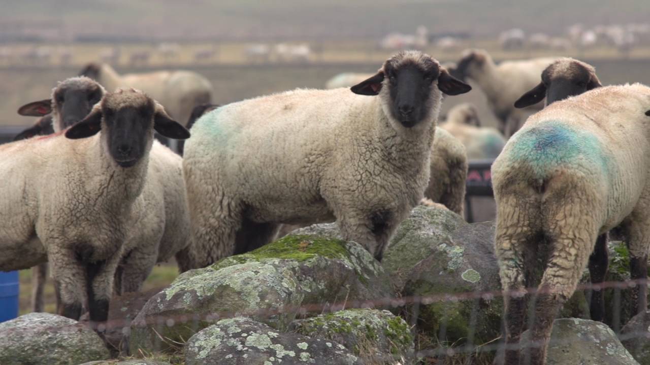 Bartlett Yarns Woolen Mill