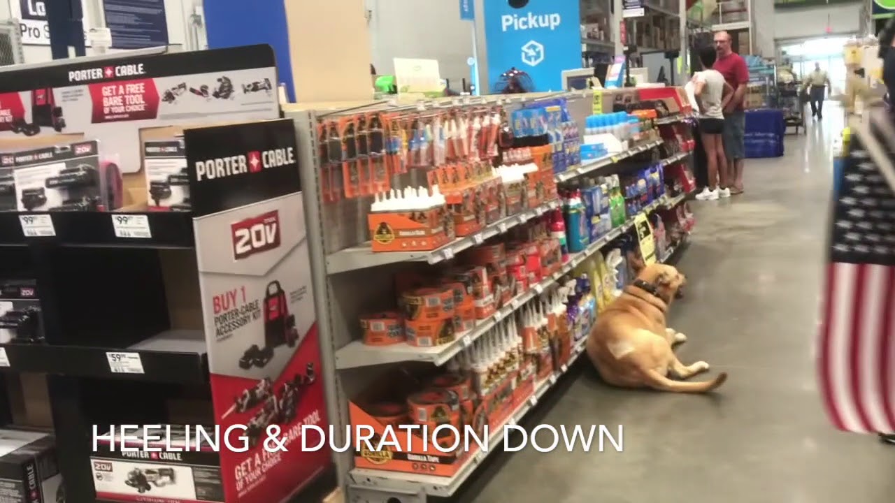 2 Year Old American Dingo 