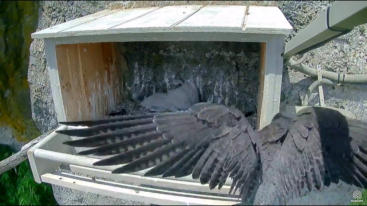 Michelle lets rip! Great Spirit Bluff Falcons. 28 May 2018