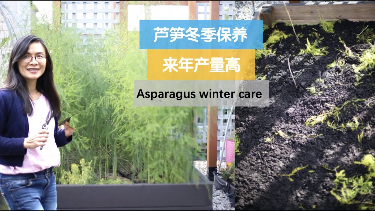 【芦笋过冬】153•种植/做几个小动作，不但让芦笋安全过冬，来年还能增产