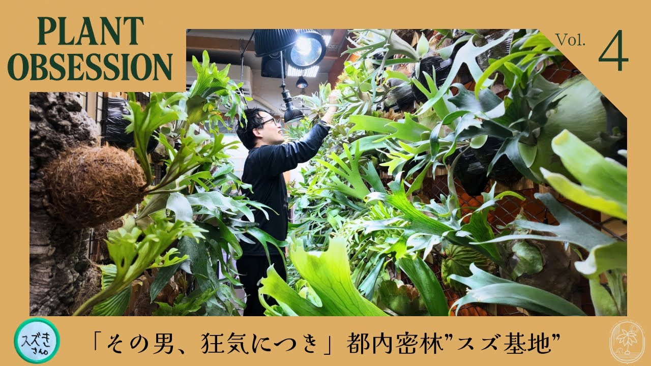 ビカクシダが溢れる狂気の家【PLANT OBSESSION】