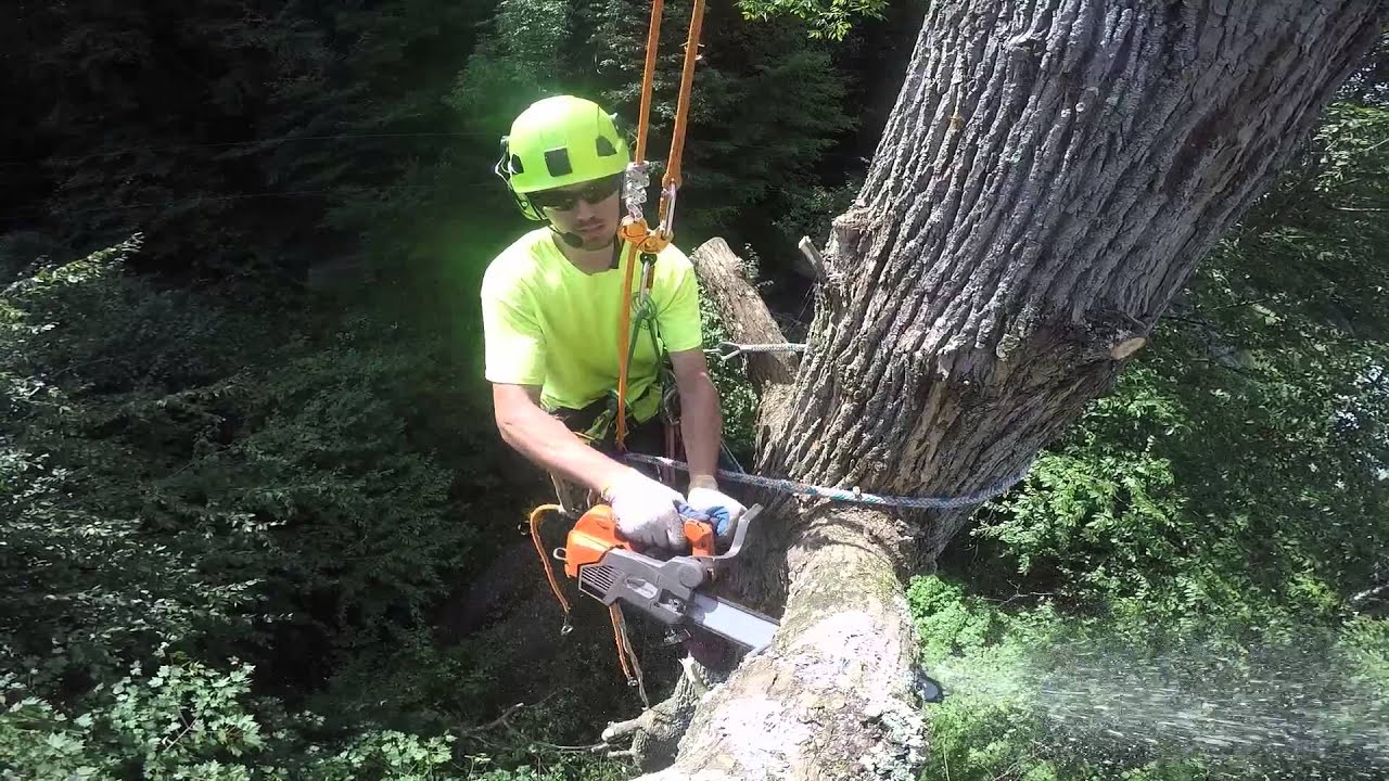 Arborist Tree Removal (Big Ash Trees)