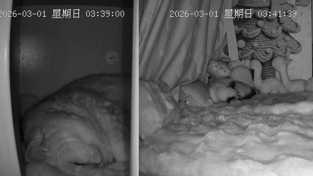 Cats' Lazy Weekend: Sleepovers Unleashed