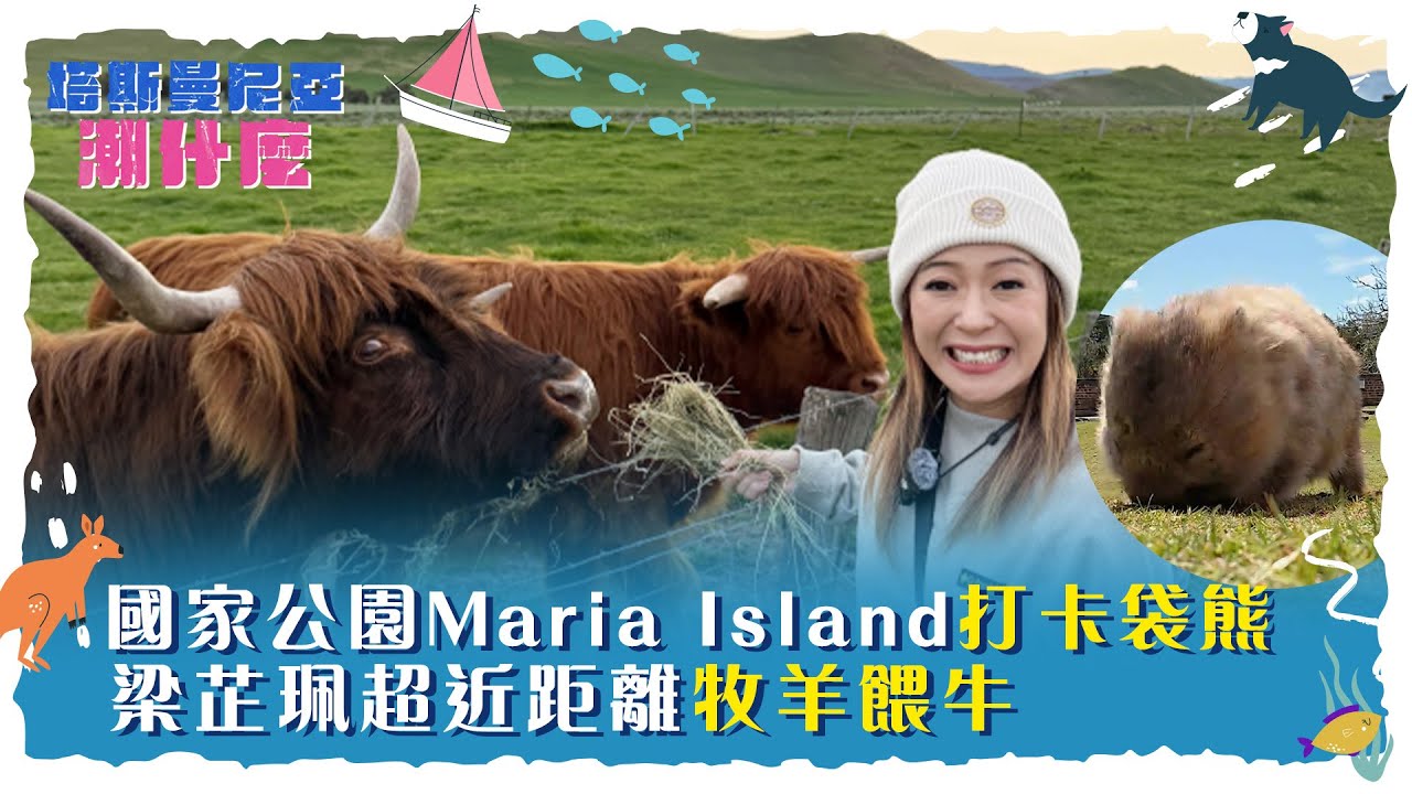 塔斯曼尼亞潮什麼｜瑪麗亞島打卡袋熊 梁芷珮超近距離牧羊餵牛｜梁芷珮Christy｜旅遊 攻略 景點｜TVB綜藝