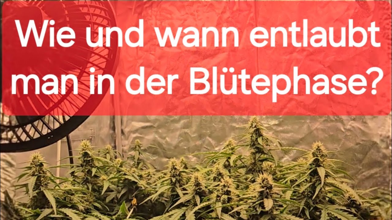 》 Cannabis in der Blütephase RICHTIG entlauben《