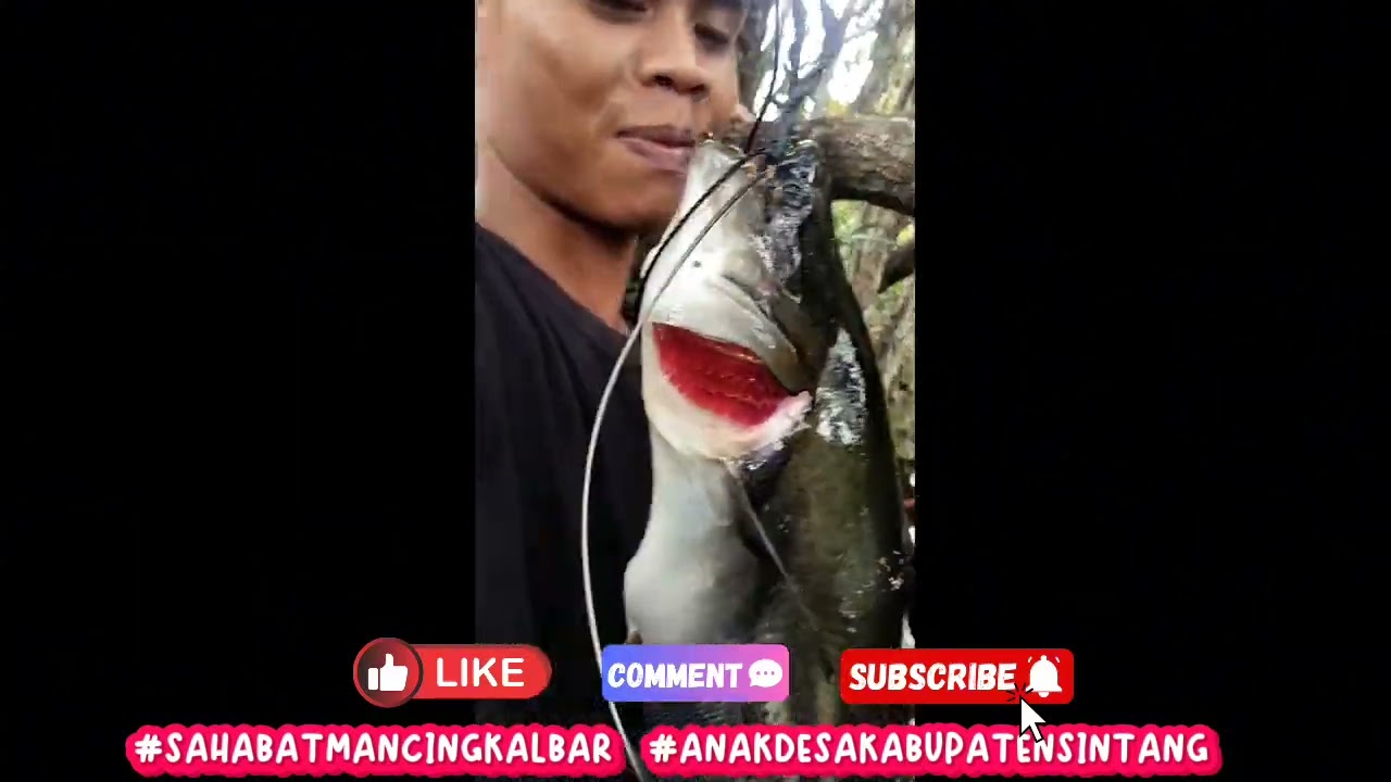 Monster ikan tapah