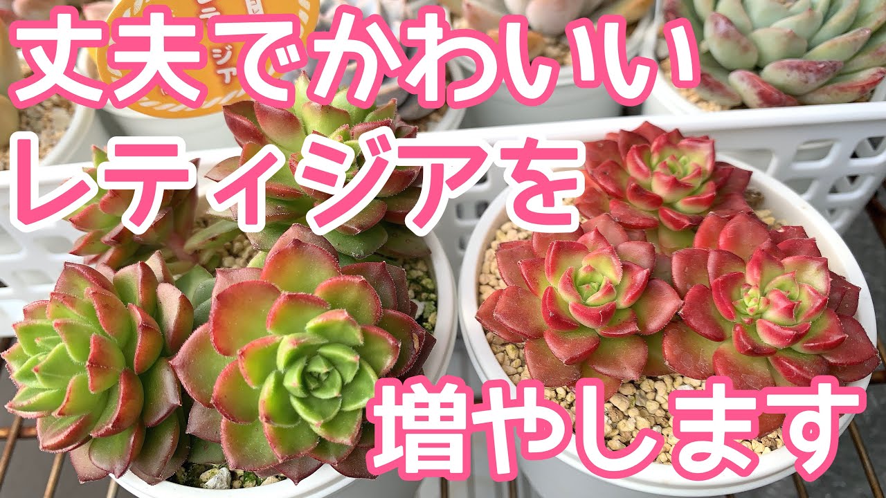 【vlog161】【多肉植物】丈夫でかわいいレティジアを増殖✂️肥料ありなし実験5ヶ月経過🍀