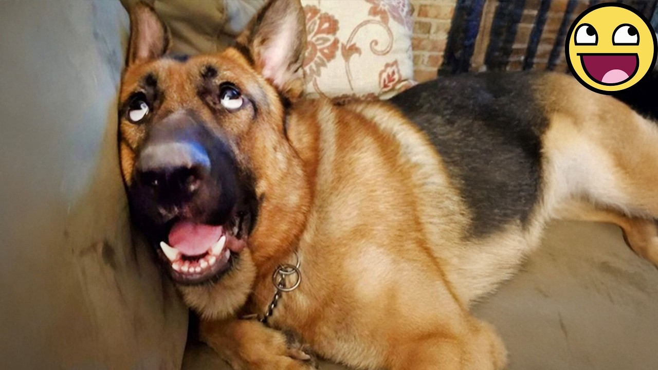 This 60-Minute Animal Video Will Make Your Day 😂 Funniest Animals 2026