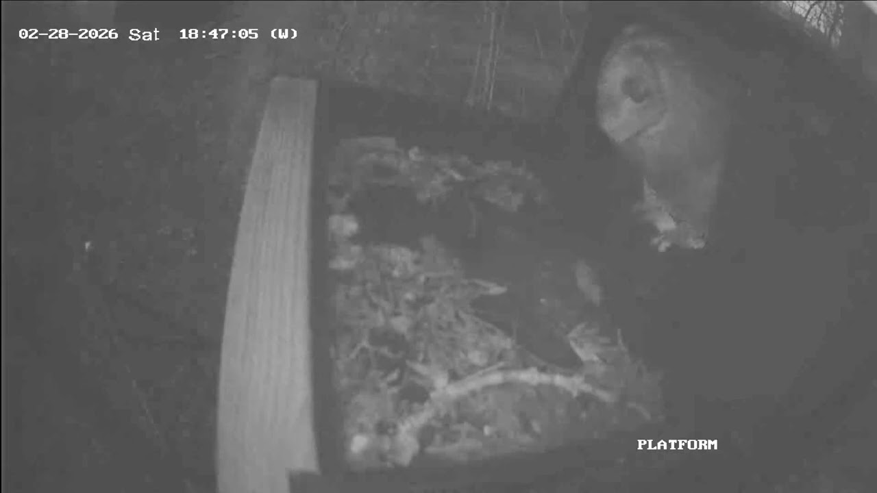 28 Feb 26 Tawny Owl (male) arrives with food. Audio as well. 
